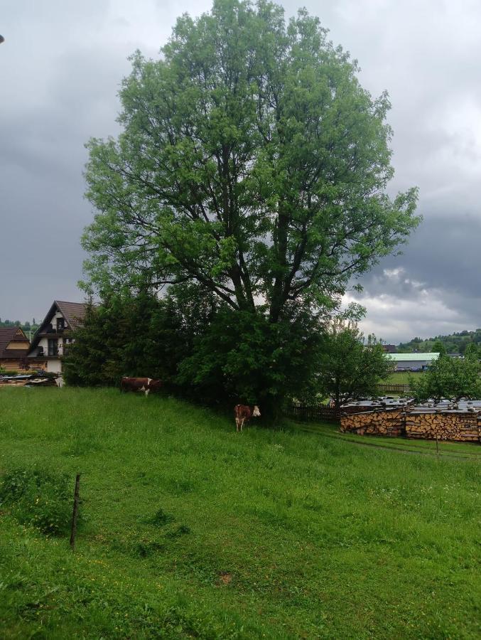 Apartament Skorusinka W Poblizu Chocholowskich Term Witów Dış mekan fotoğraf